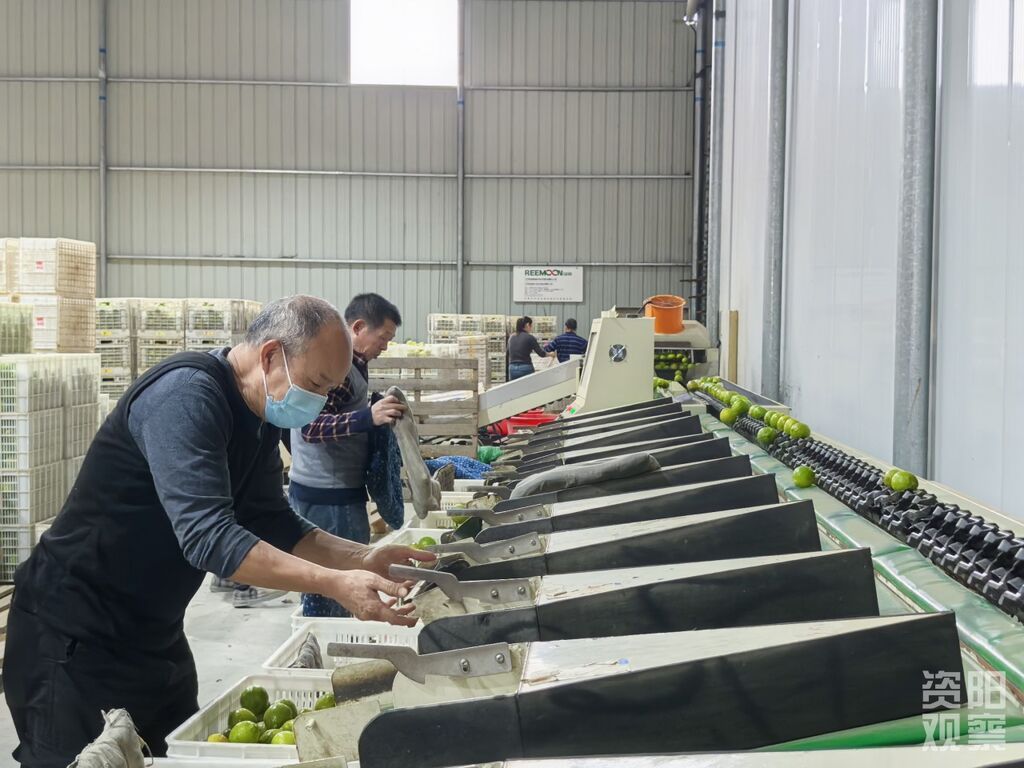 “双11”十五年观察 安岳柠檬借力计算机信息咨询服务，换条“赛道”闯世界